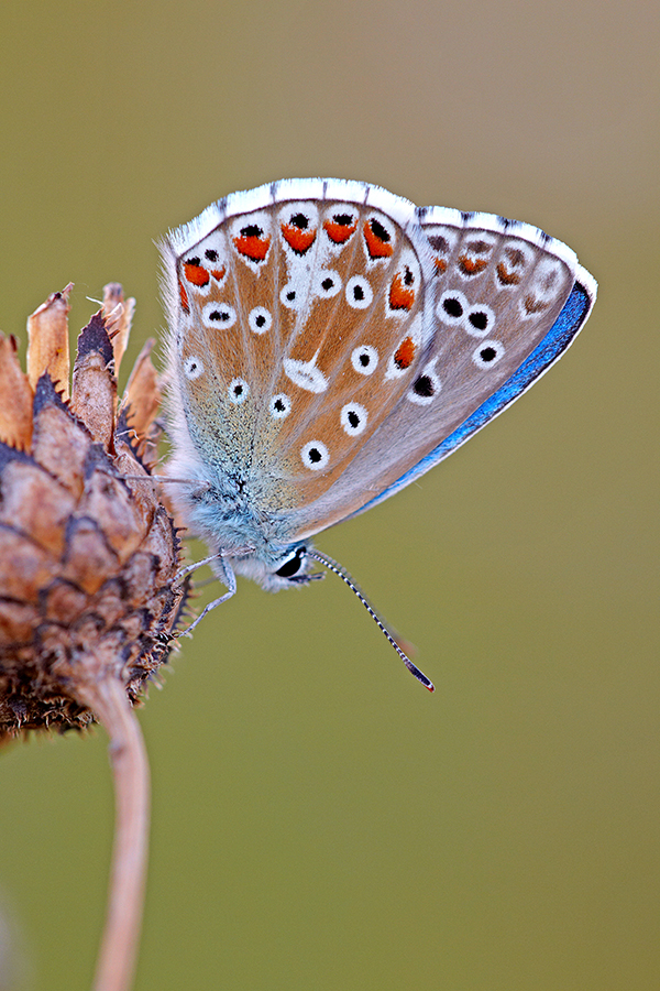 Himmelblauer BlÃ¤uling (Polyommatus bellargus)