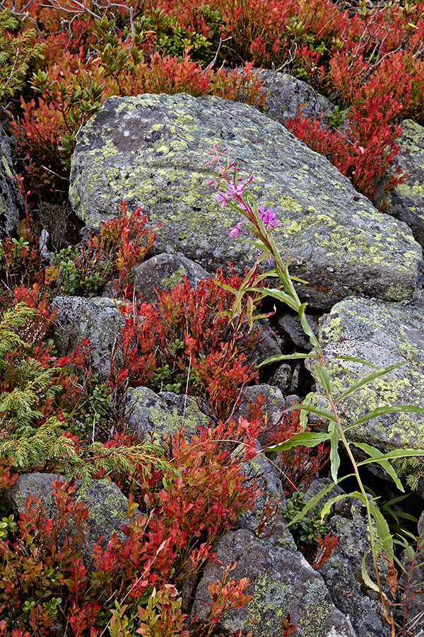 Heidelbeere (Vaccinium myrtillus)