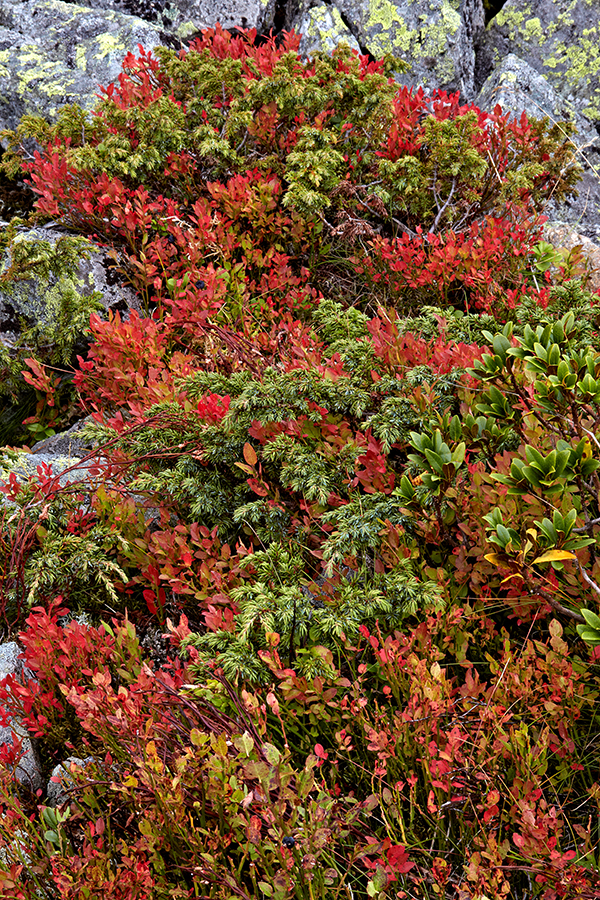 Heidelbeere (Vaccinium myrtillus), 