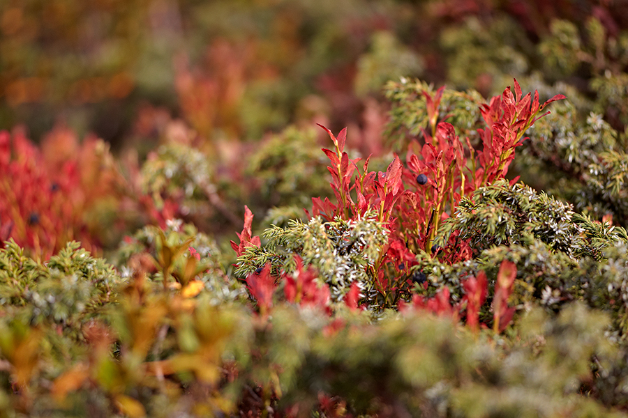 Heidelbeere (Vaccinium myrtillus), 