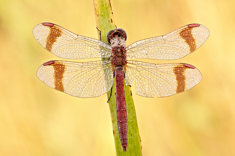 GebÃ¤nderte Heidelibelle (Sympetrum pedemontanum)