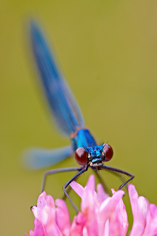 GebÃ¤nderte Prachtlibelle (Calopteryx splendens)