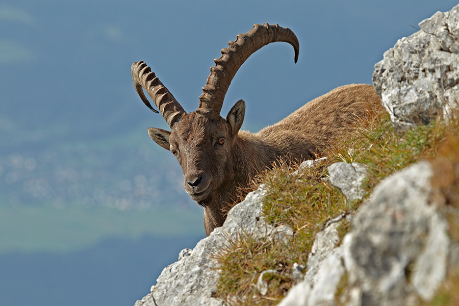 Alpensteinbock (Capra ibex)