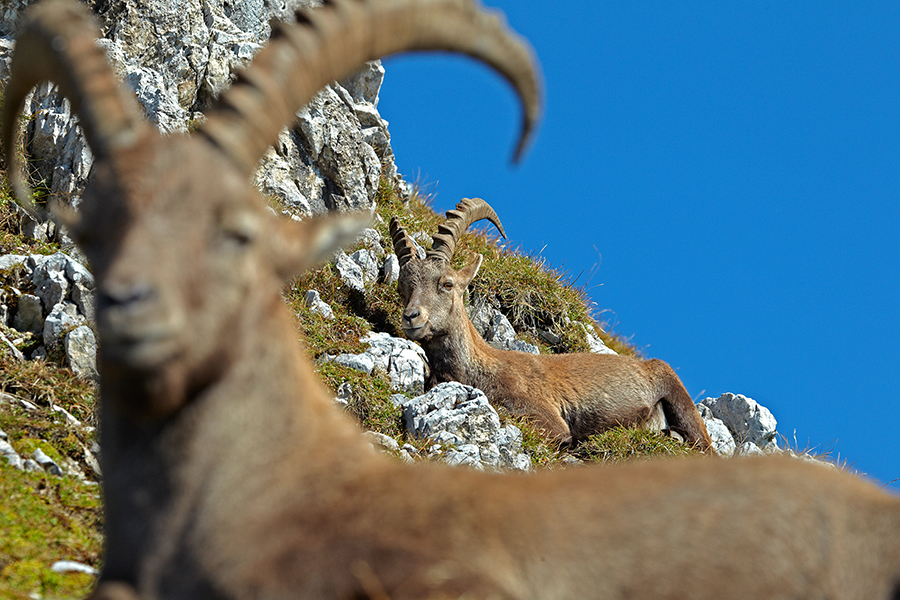 Alpensteinbock (Capra ibex)