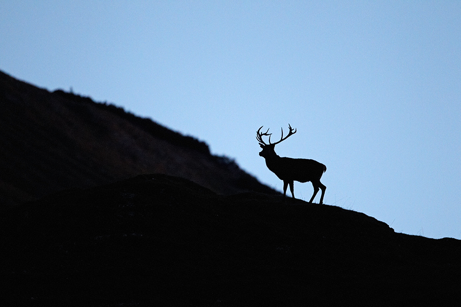 Rothirsch (Cervus elaphus)