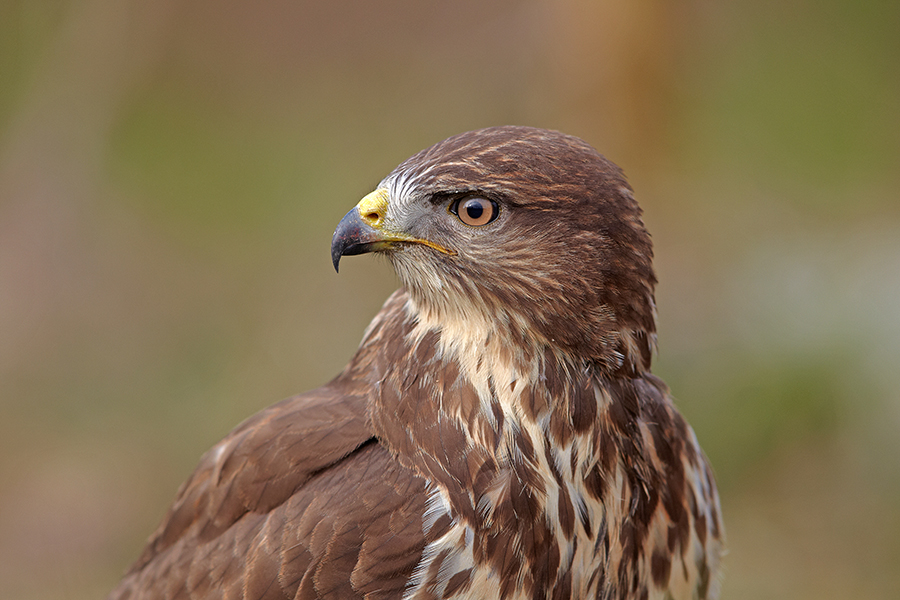 MÃ¤usebussard (Buteo buteo)