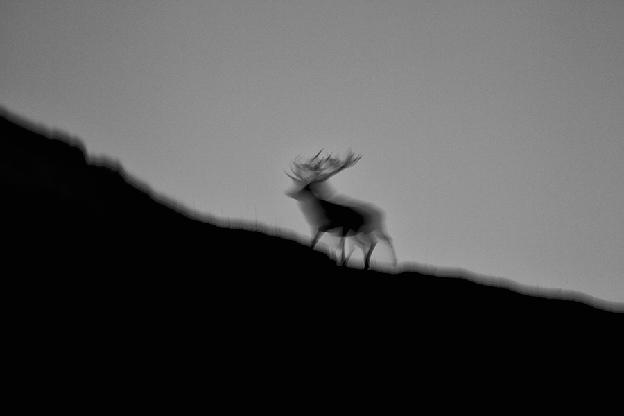 Rothirsch (Cervus elaphus) in Bewegung