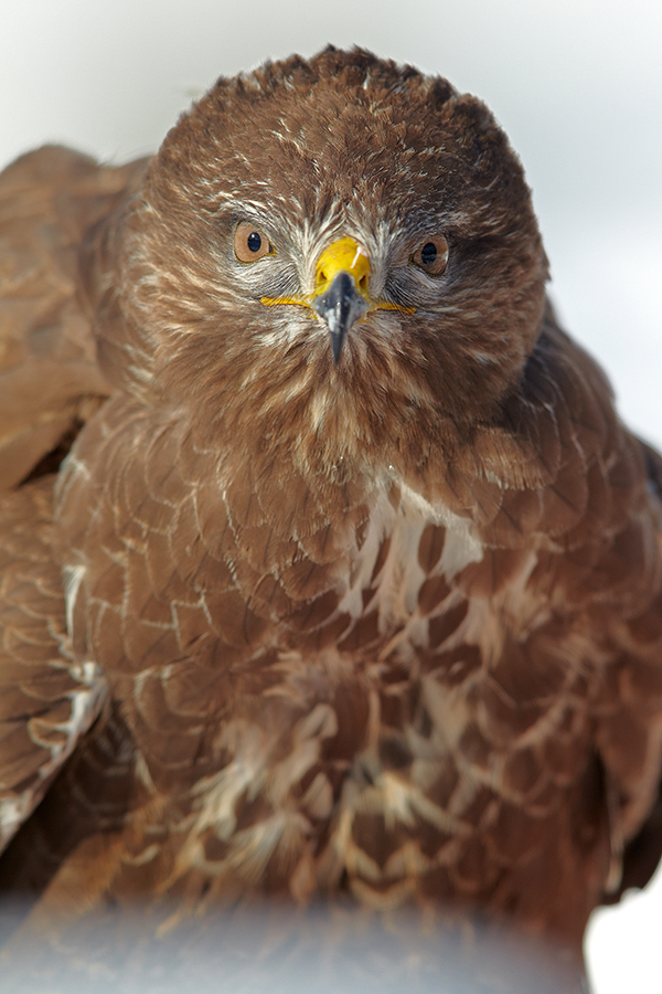 MÃ¤usebussard (Buteo buteo)