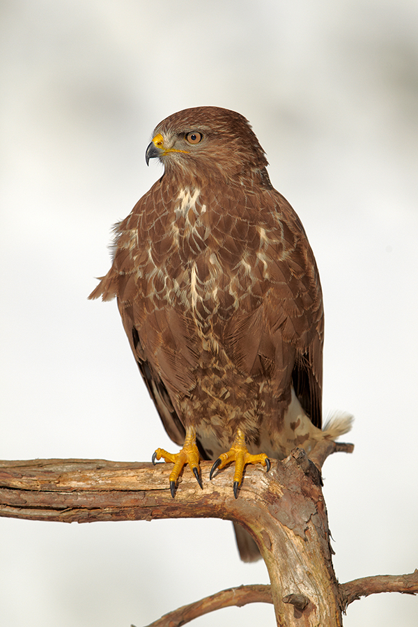 MÃ¤usebussard (Buteo buteo)