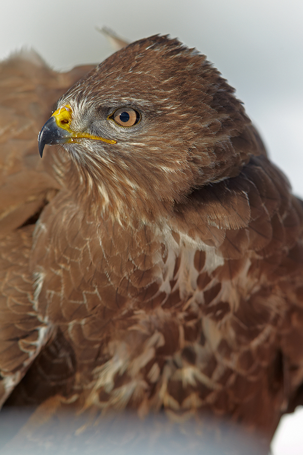 MÃ¤usebussard (Buteo buteo)