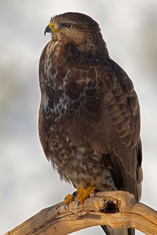 MÃ¤usebussard (Buteo buteo)