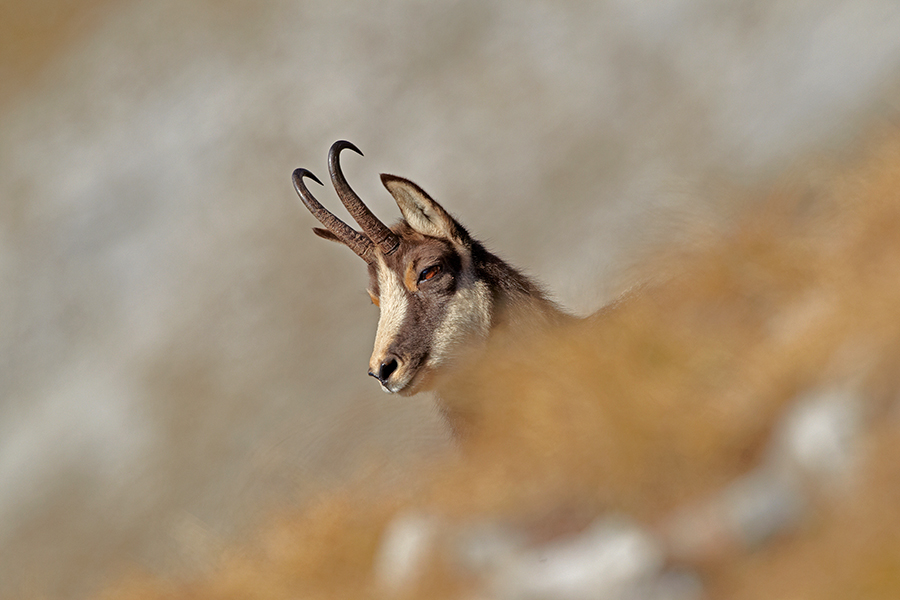 GÃ¤mse (Rupicapra rupicapra)