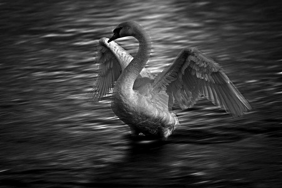 HÃ¶ckerschwan (Cygnus olor)