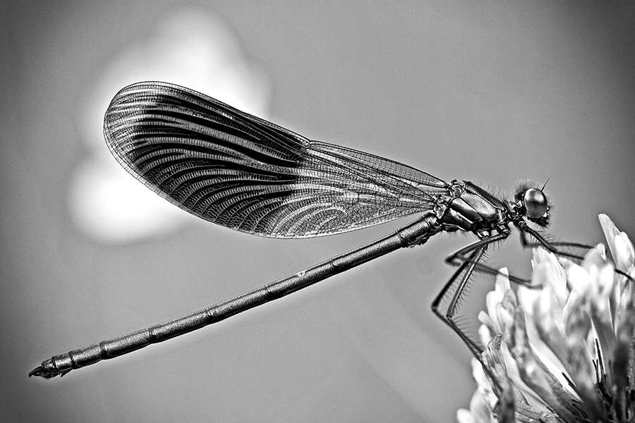 GebÃ¤nderte Prachtlibelle (Calopteryx splendens)