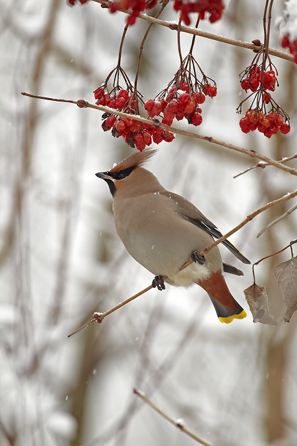 Seidenschwanz (Bombycilla garrulus)