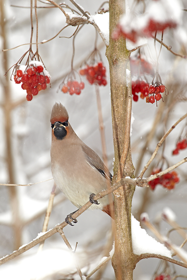 Seidenschwanz (Bombycilla garrulus)