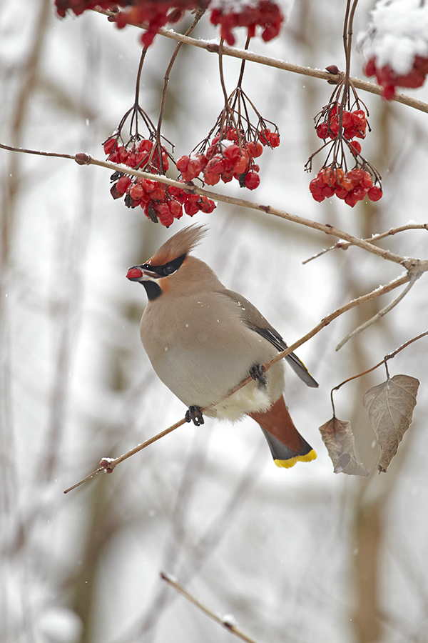 Seidenschwanz (Bombycilla garrulus)