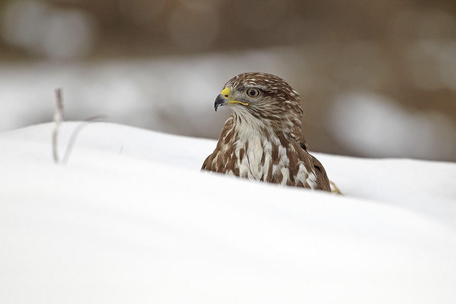 MÃ¤usebussard (Buteo buteo)