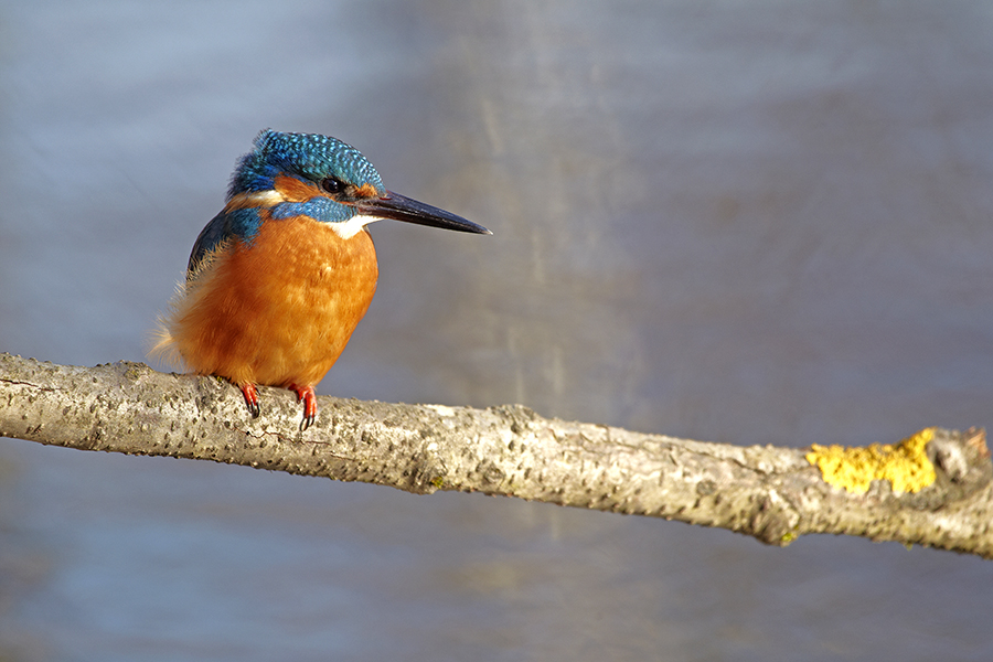 Eisvogel (Alcedo atthis)