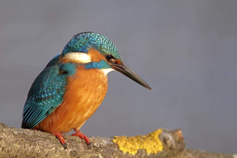 Eisvogel (Alcedo atthis)