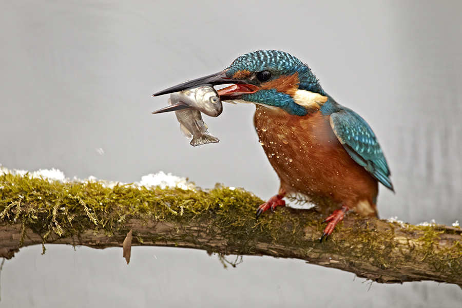 Eisvogel (Alcedo atthis)