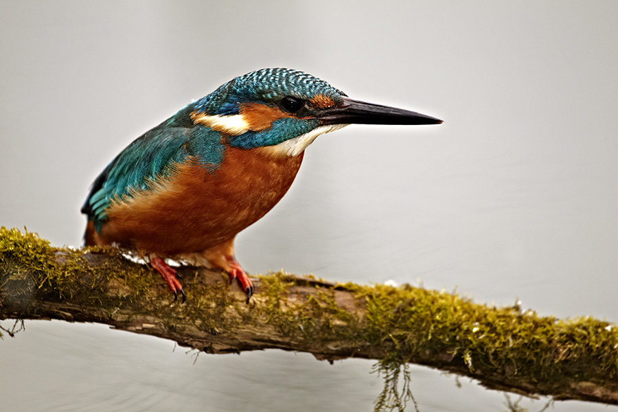 Eisvogel (Alcedo atthis)