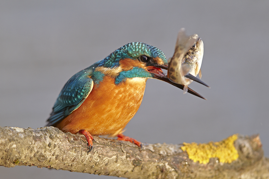 Eisvogel (Alcedo atthis)