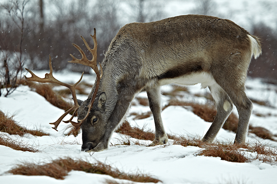 Rentier (Rangifer tarandus)