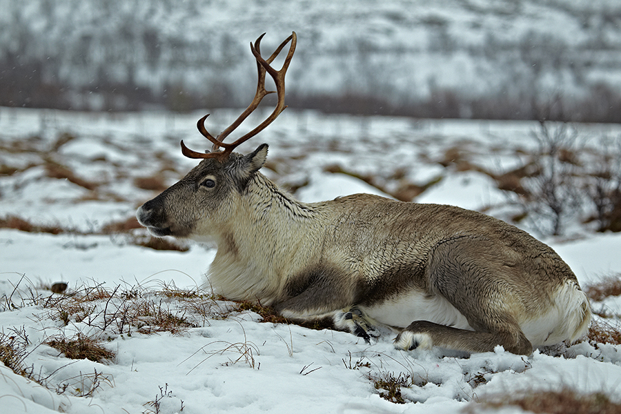 Rentier (Rangifer tarandus)