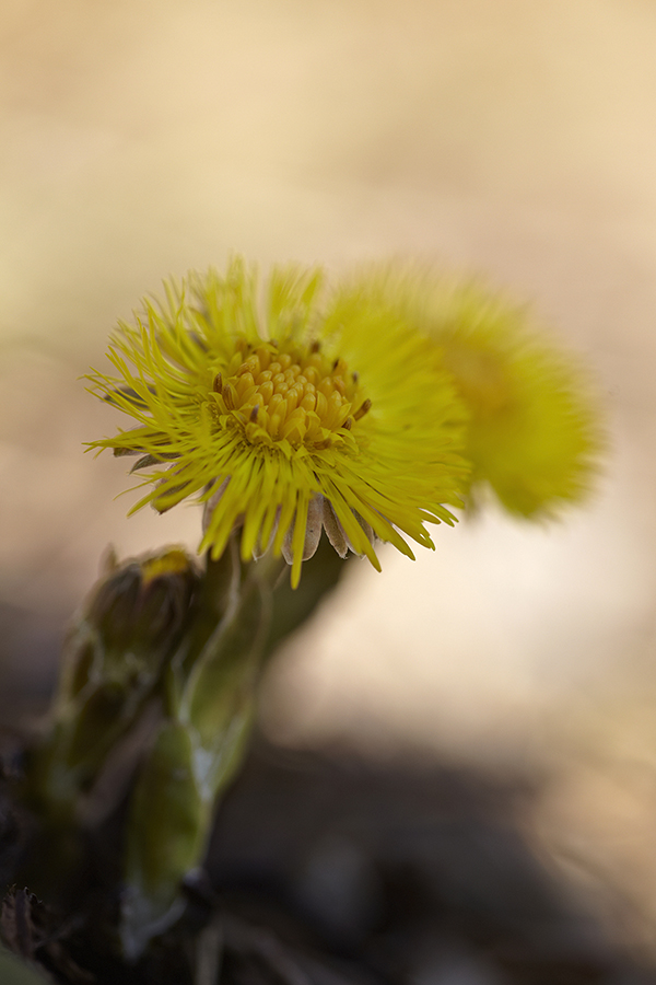 Huflattich (Tussilago farfara)