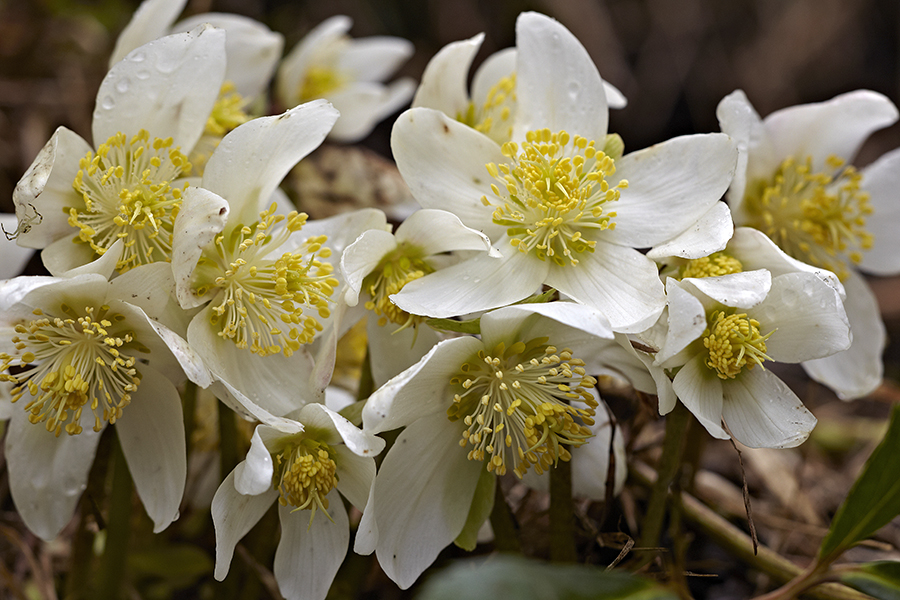 Schneerose (Helleborus niger)