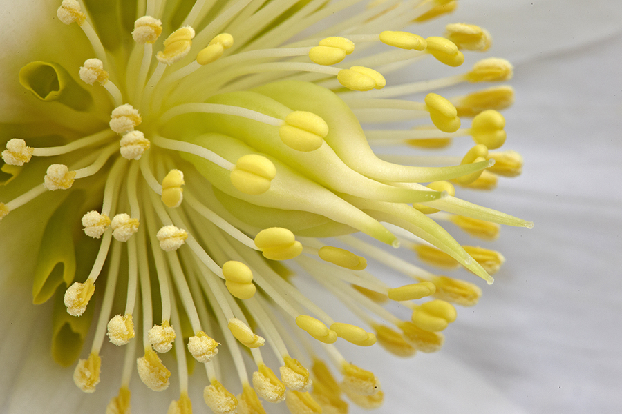 Schneerose (Helleborus niger)