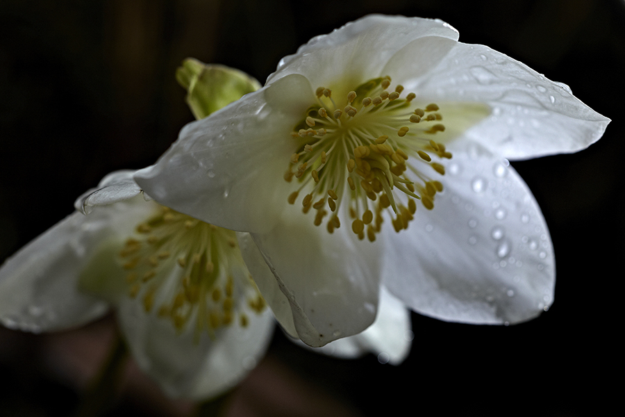 Schneerose (Helleborus niger)