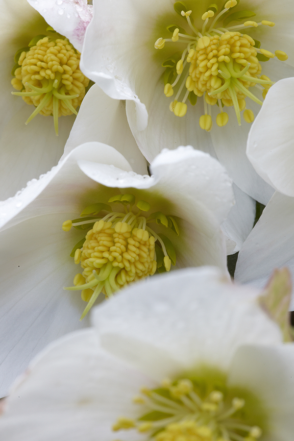 Schneerose (Helleborus niger)