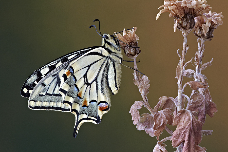 Schwalbenschwanz (Papilio machaon)