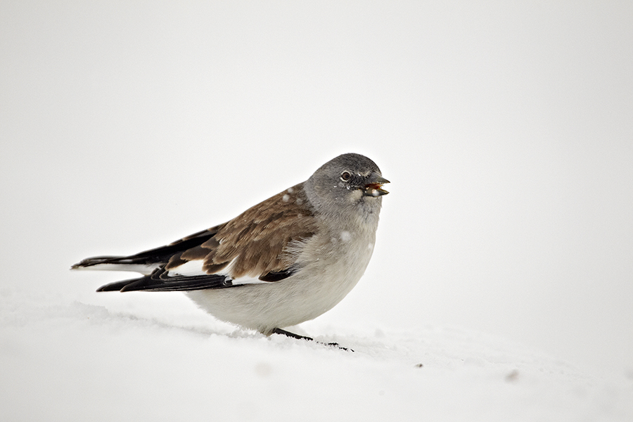 Schneefink (Montifringilla nivalis)