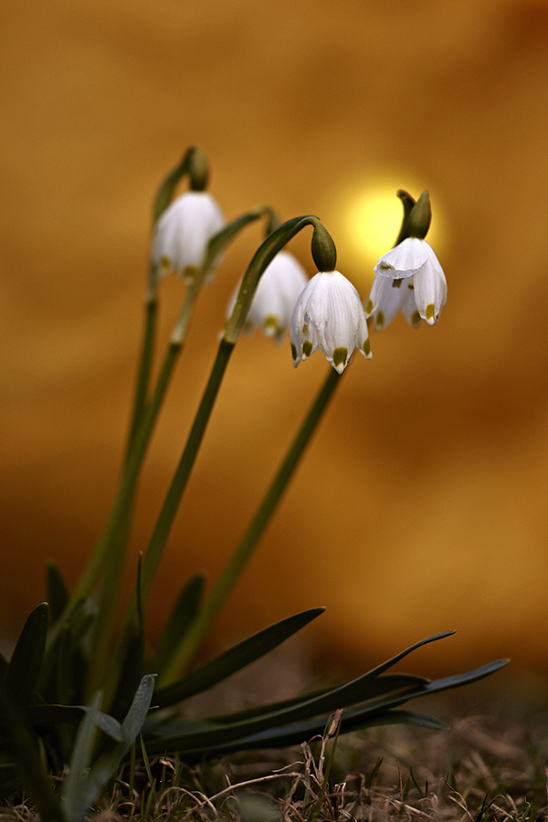 FrÃ¼hlingsknotenblume (Leucojum vernum)