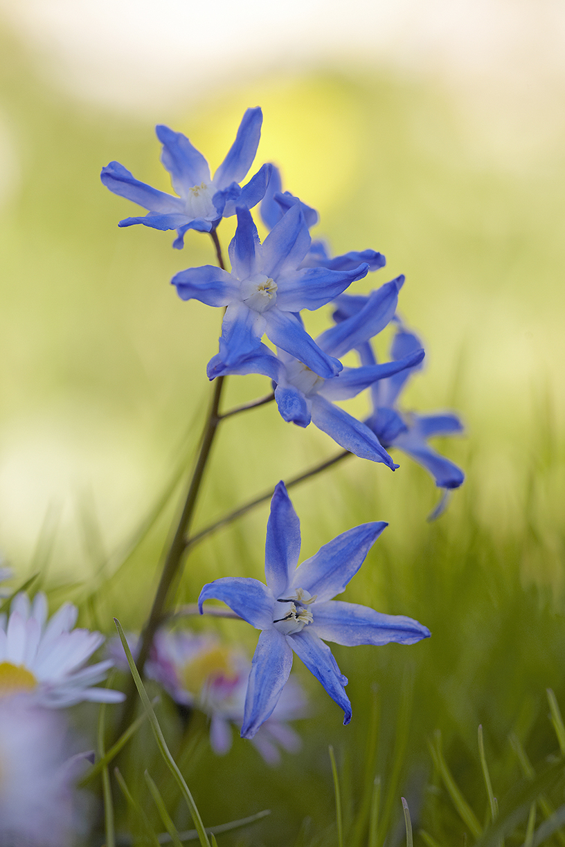 ZweiblÃ¤ttriger Blaustern (Scilla bifolia)