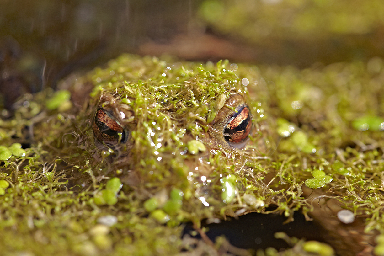 ErdkrÃ¶te (Bufo bufo)