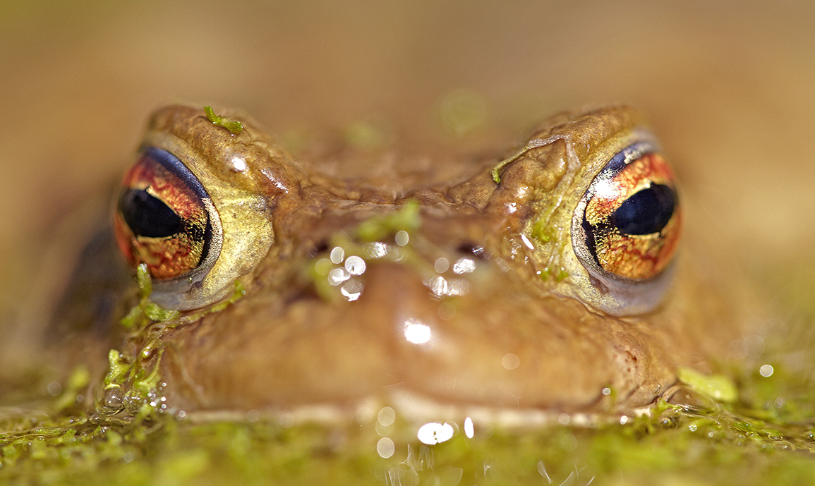 ErdkrÃ¶te (Bufo bufo)
