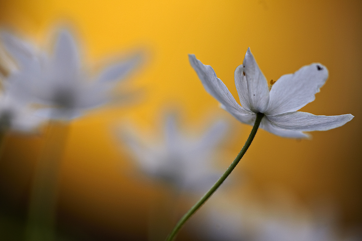 BuschwindrÃ¶schen (Anemone nemorosa)