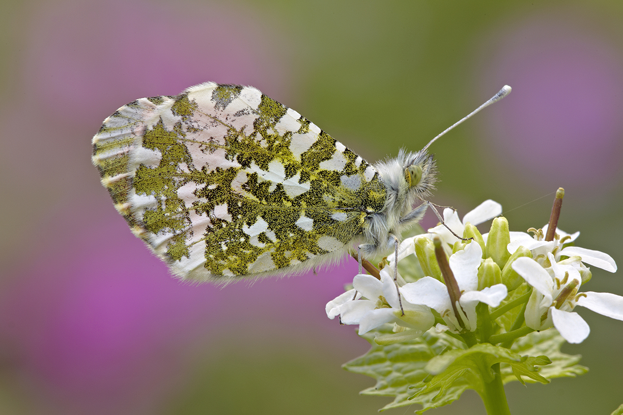 Aurorafalter (Anthocharis cardamines)