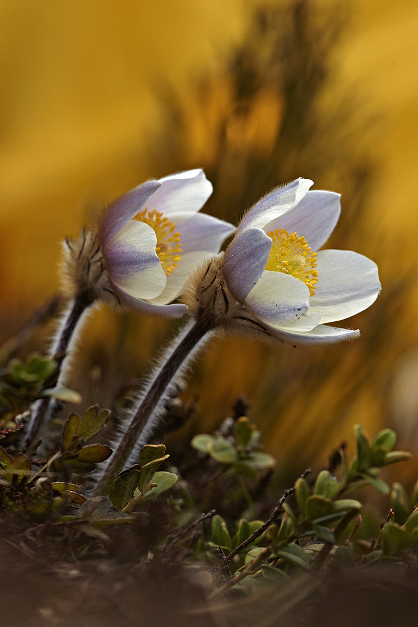 FrÃ¼hlings-KÃ¼chenschelle (Pulsatilla vernalis)