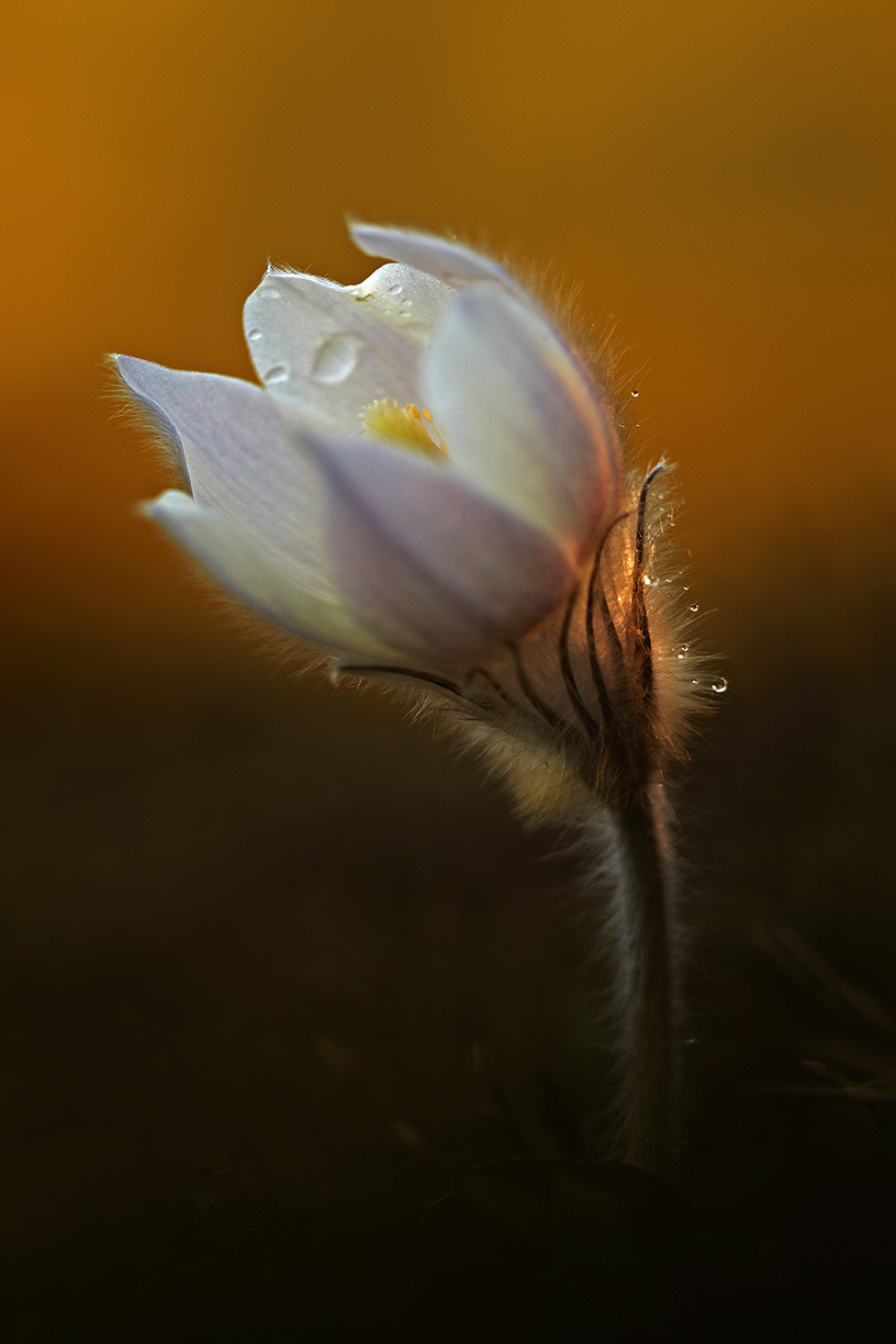 FrÃ¼hlings-KÃ¼chenschelle (Pulsatilla vernalis)