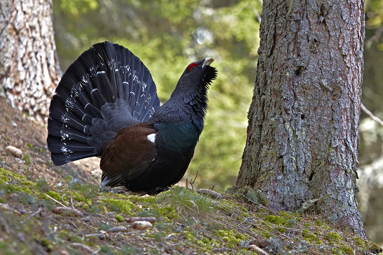 Auerhuhn (Tetrao urogallus)