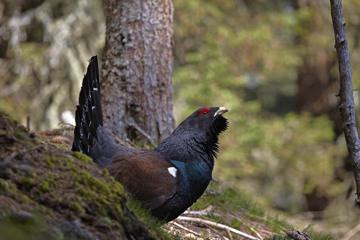 Auerhuhn (Tetrao urogallus)