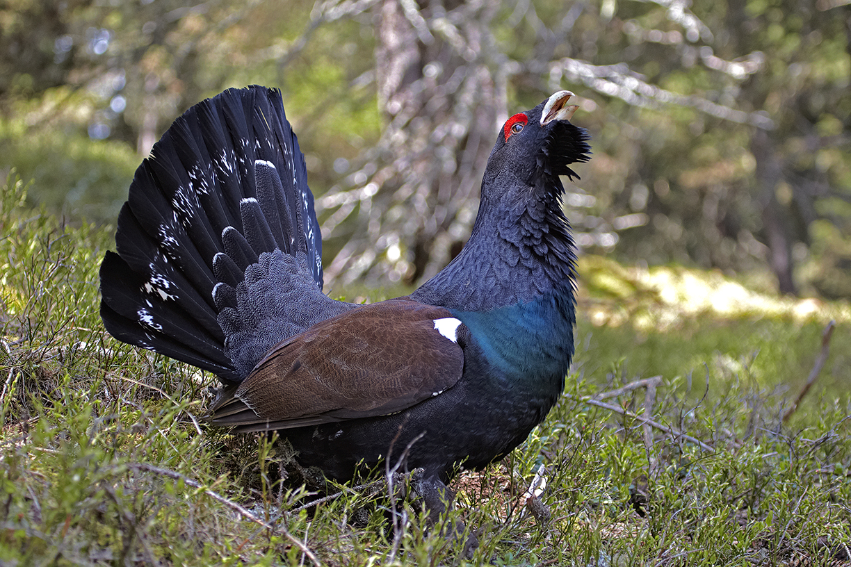 Auerhuhn (Tetrao urogallus)