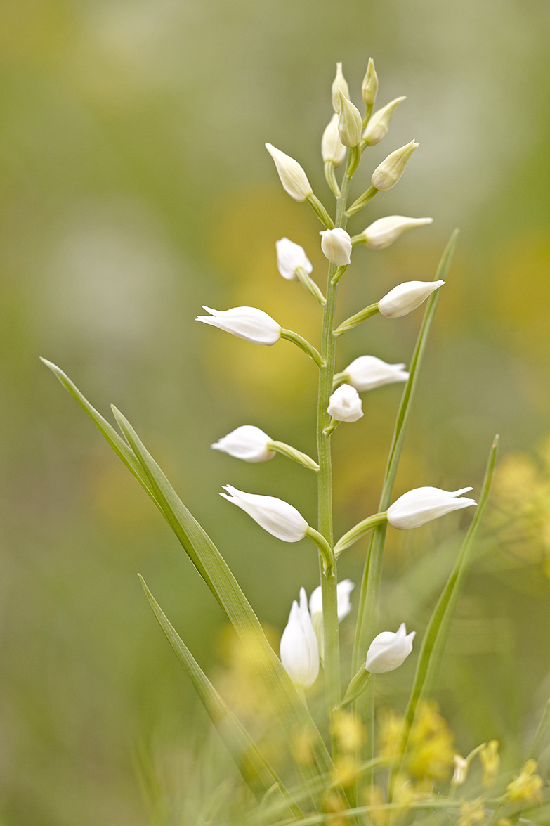 LangblÃ¤ttriges WaldvÃ¶glein oder SchwertblÃ¤ttriges WaldvÃ¶glein (Cephalanthera longifolia)