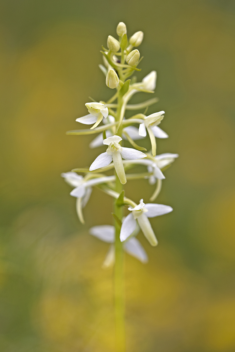 ZweiblÃ¤ttrige Waldhyazinthe (Platanthera bifolia)