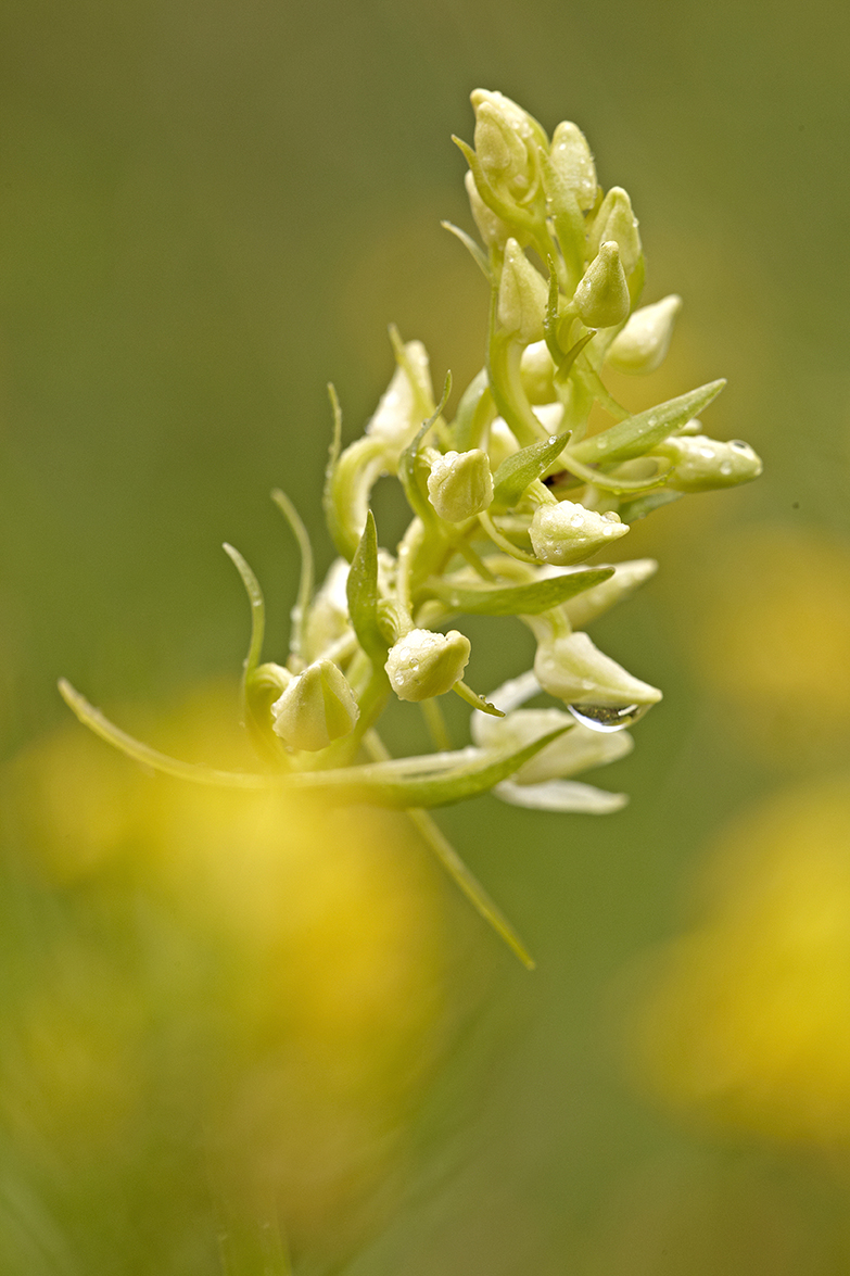 ZweiblÃ¤ttrige Waldhyazinthe (Platanthera bifolia)